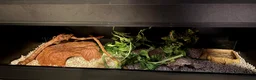 Corn Snake reptiles for sale: Corn snake for sale  in Bury Saint Edmunds - Advert 4