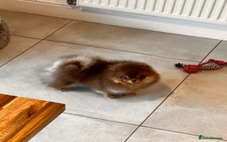 Pomeranian dogs for sale: Choc and Tan Pomeranian Boy - Image 1