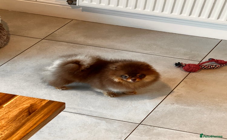 Pomeranian dogs - Advert 3