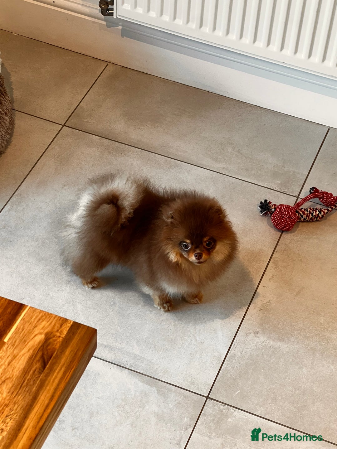 Pomeranian dogs for sale: Choc and Tan Pomeranian Boy - Image 1