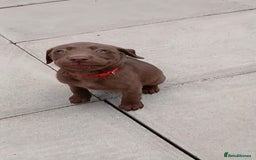 Labrador Retriever dogs for sale: Champain/chocolate puppys - Image 22