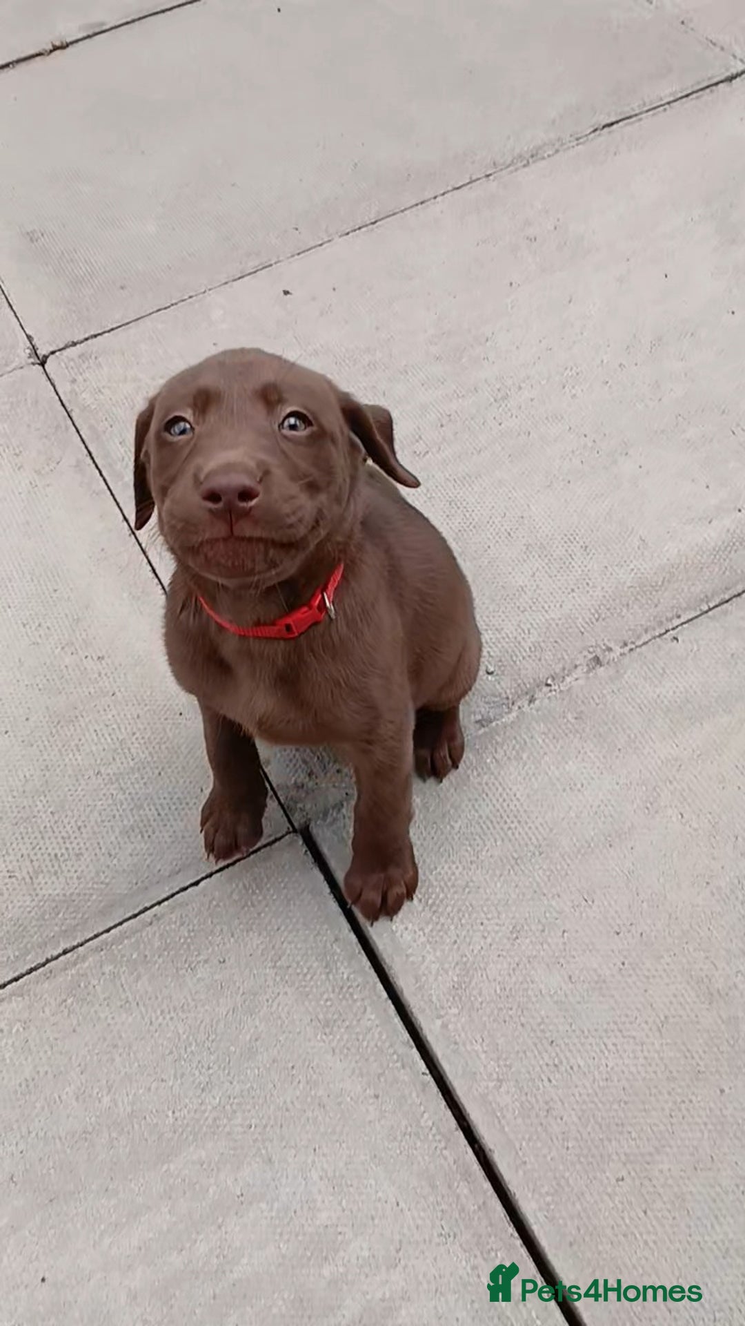 Labrador Retriever dogs for sale: Champain/chocolate puppys - Image 22