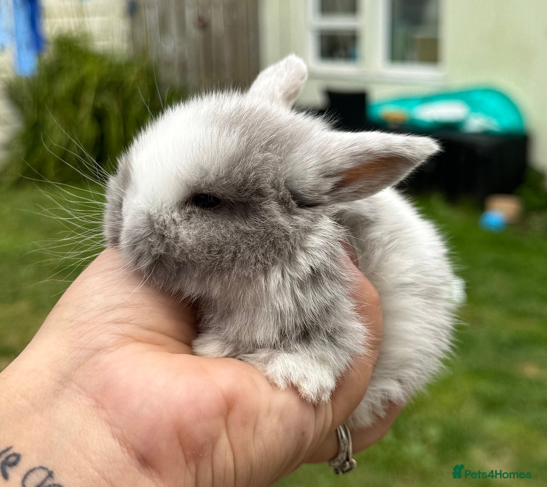 Mini Lop rabbits for sale: Mini Lop Babies - Image 2