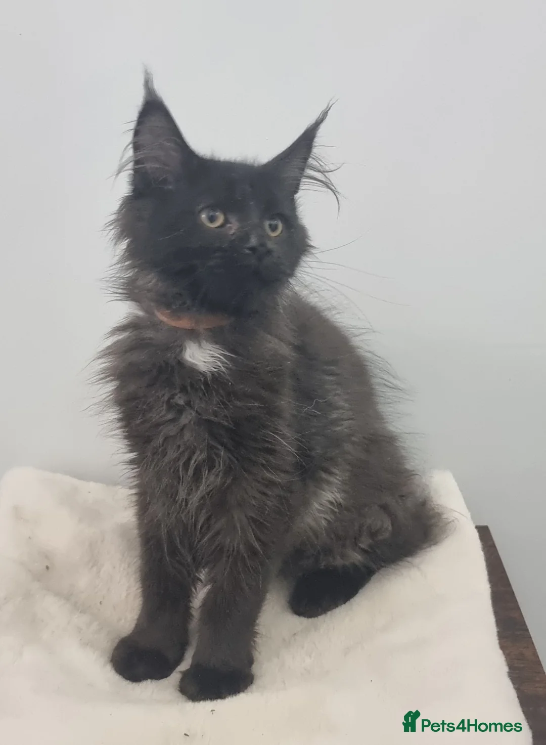 Maine Coon cats for sale: GCCF Pedigree Maine Coon Kittens for sale  - Advert 37