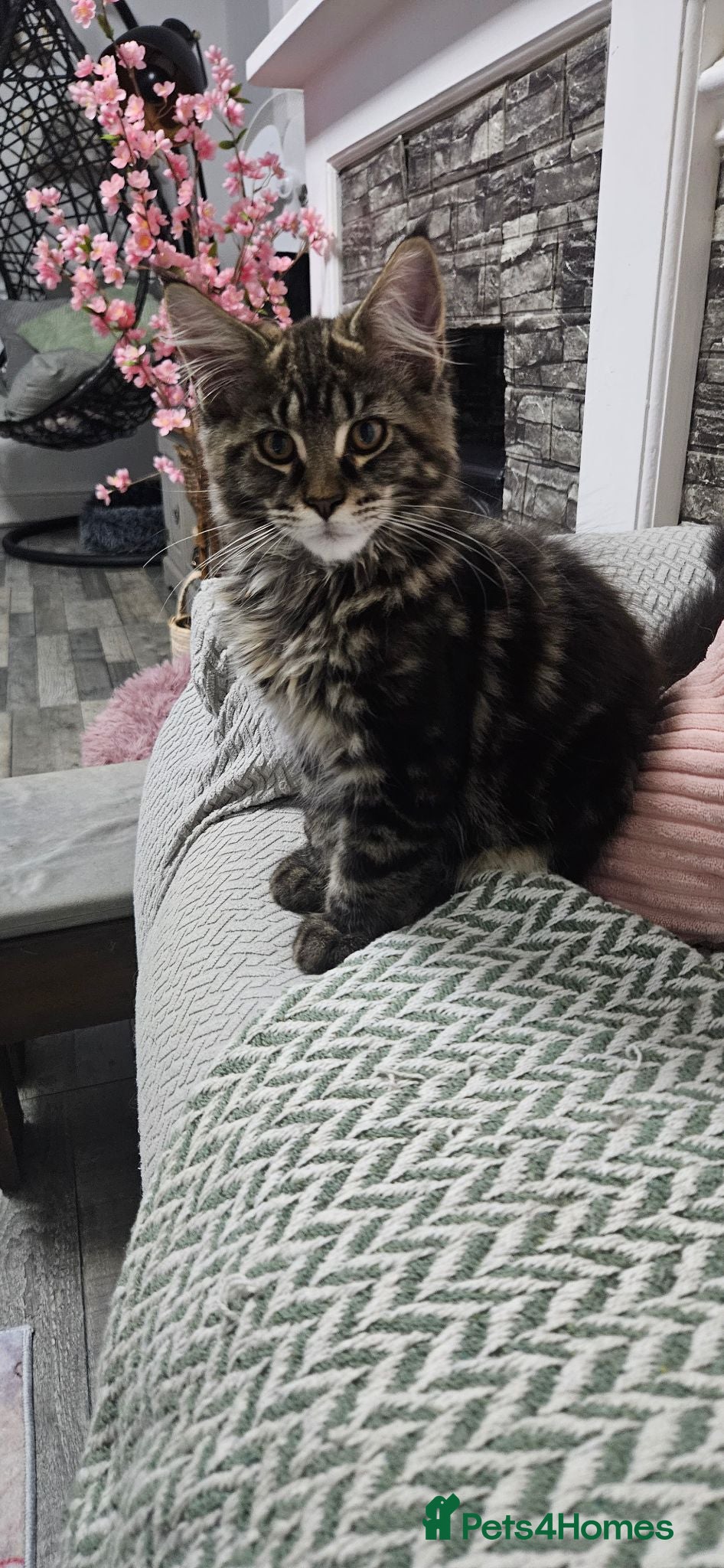 Maine Coon cats Stunning xl TICA Registered Maine coon Kittens  - Advert 1