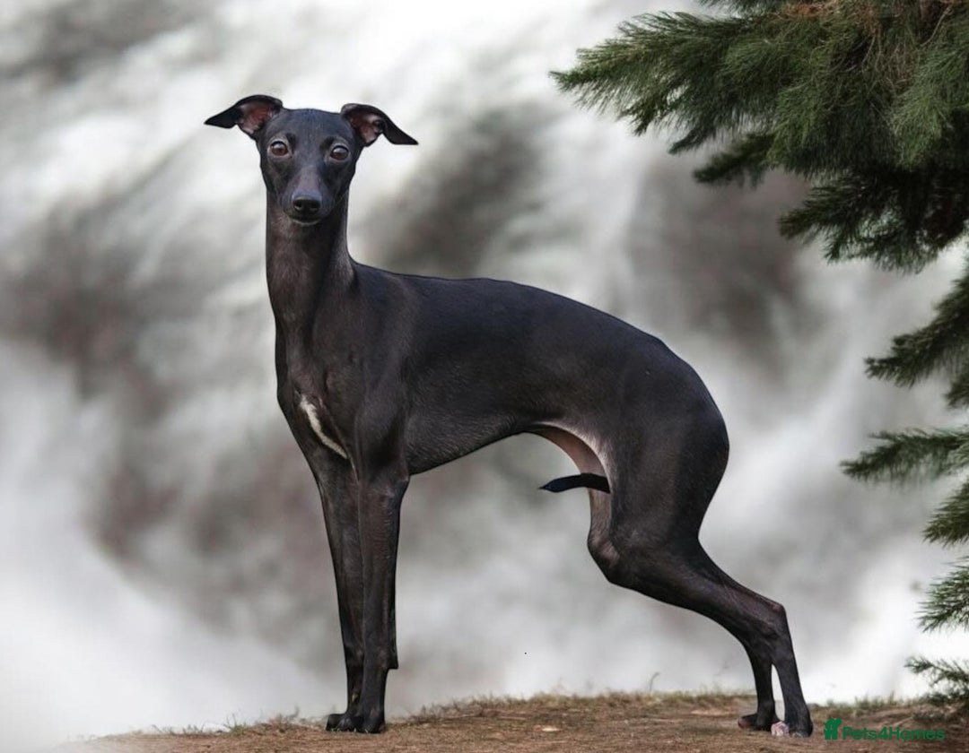 Italian Greyhound dogs for stud: Outstanding Boy - 25 champions in 5 generations - Image 1