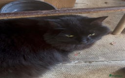 Mixed Breed cats for adoption: Rescue cat Kiki needs a new home - Image 2