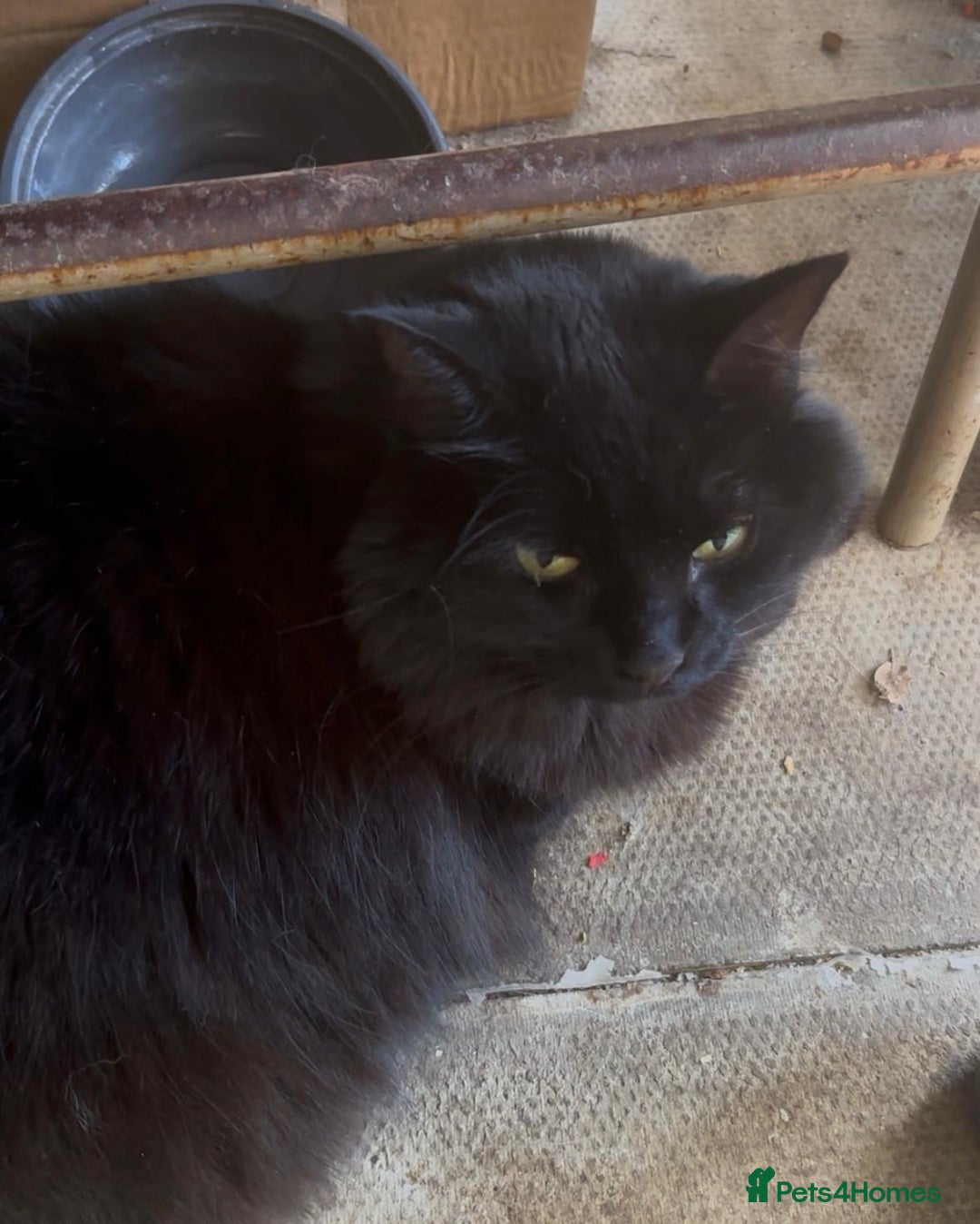 Mixed Breed cats for adoption: Rescue cat Kiki needs a new home - Image 2
