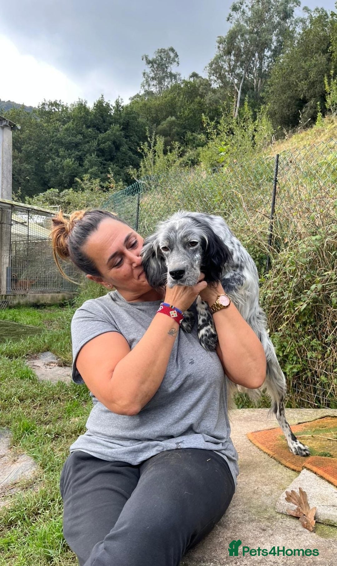 English Setter dogs for adoption: Cata  - Image 3