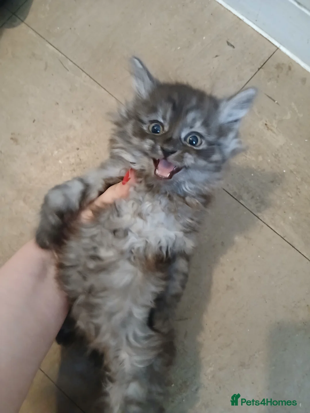 Mixed Breed cats for sale: Kittens for sale  - Advert 4