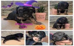 Cockapoo dogs for sale: F2b cockapoo Puppies (all females) - Image 2