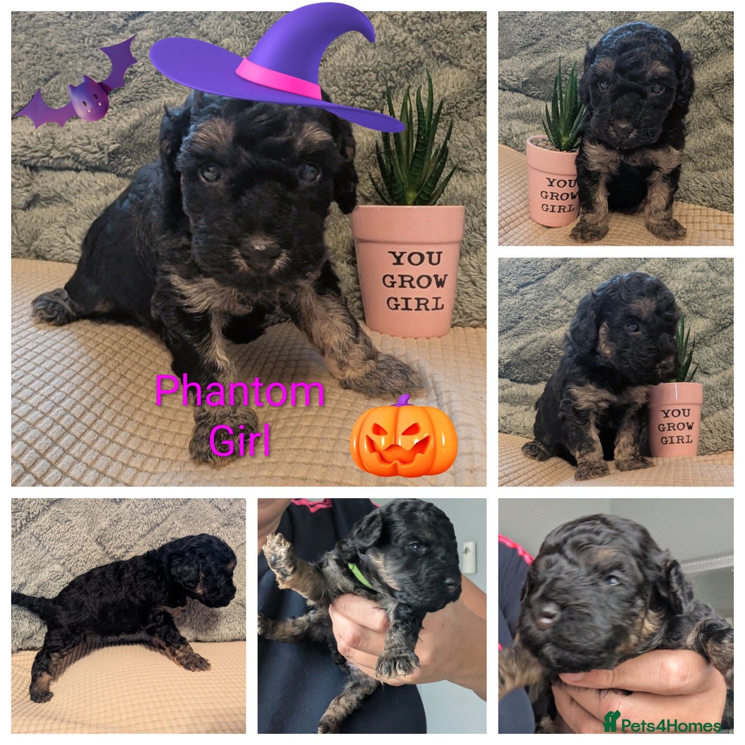 Cockapoo dogs for sale: F2b cockapoo Puppies (all females) - Image 2