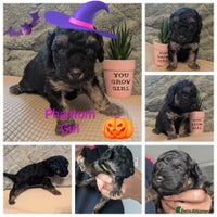 Cockapoo dogs - Advert 4