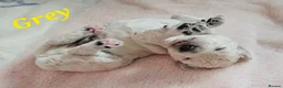 Double Doodle dogs for sale: Double Doodle Puppies (Hypoallergenic) - Advert 17