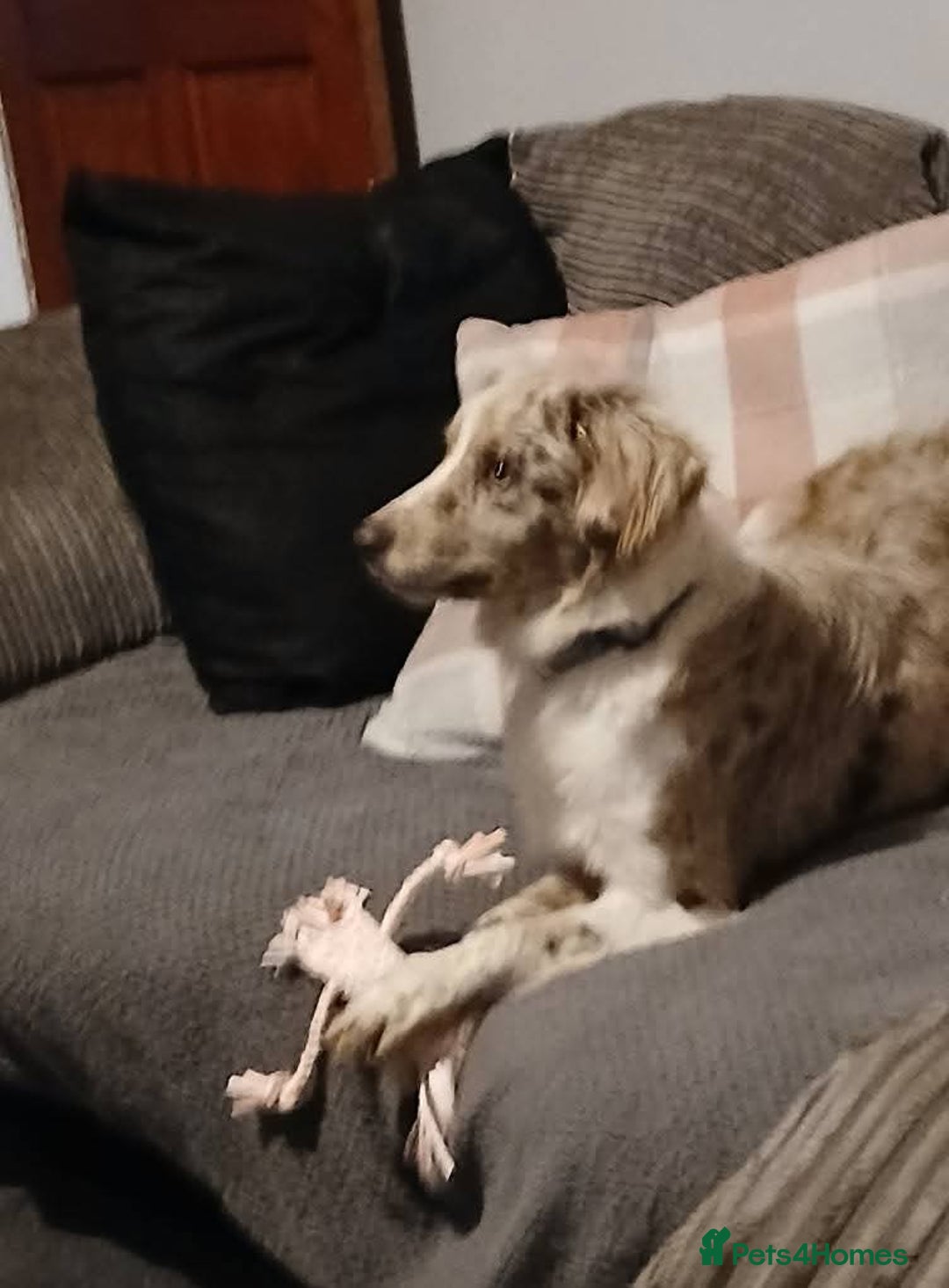 Mixed Breed dogs for sale: Lara  - Advert 3