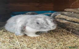 Mini Lop rabbits for sale: British lop babies  - Image 4