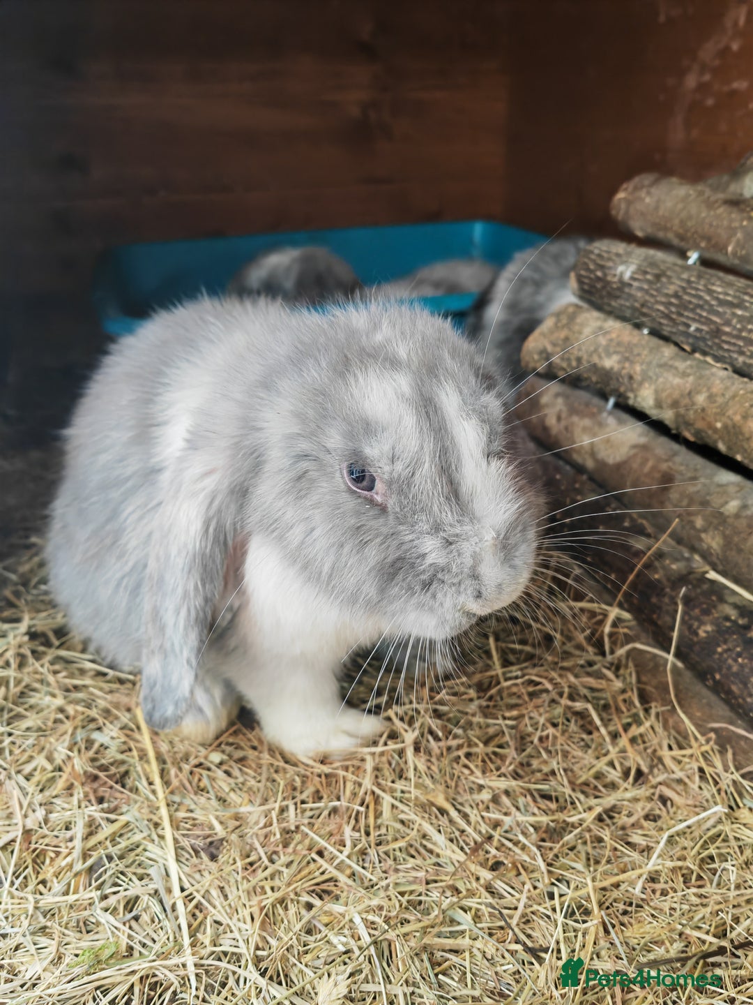 Mini Lop rabbits for sale: British lop babies  - Image 4