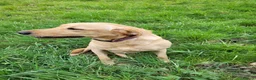 Labrador Retriever dogs for sale: KC Reg Black Labrador Puppies – Ready soon!! - Advert 9