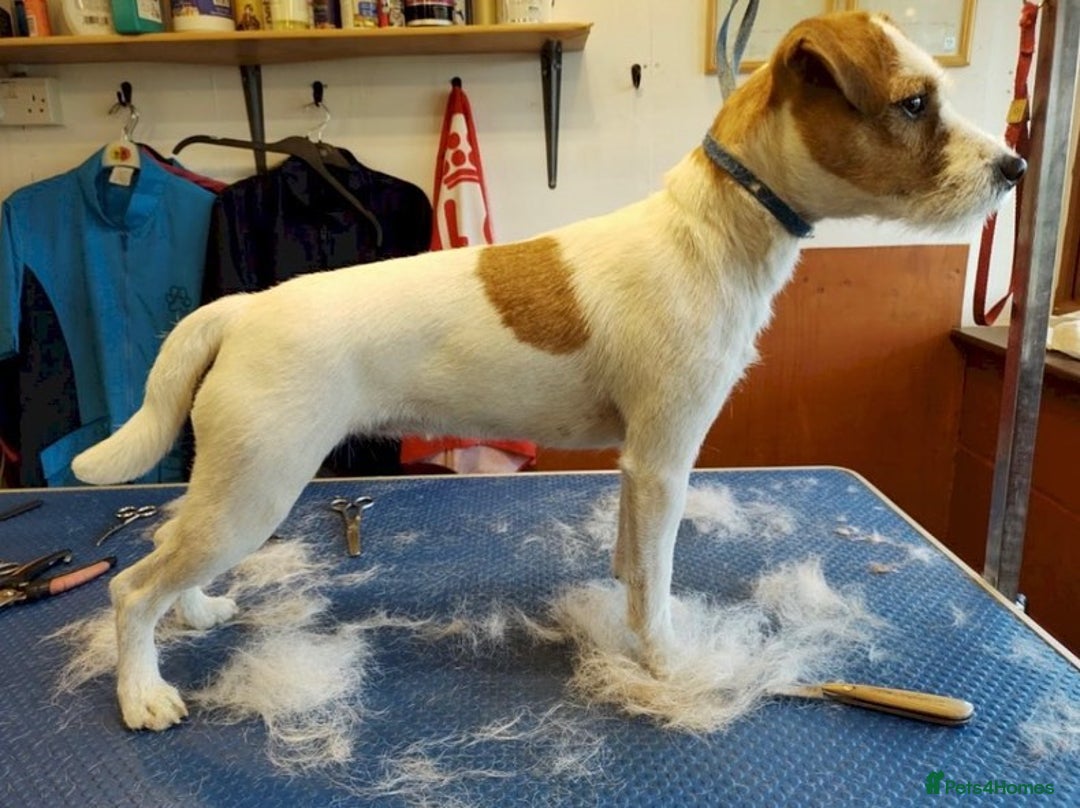 Parson Russell dogs for sale: Litter of Parson Russell Terrier Puppies for Sale - Advert 6