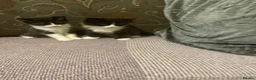Mixed Breed cats for sale: beautiful kittens - Advert 7