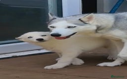 Siberian Husky dogs for sale: Beautiful Blue Eyes Siberian Husky 😍  - Image 2