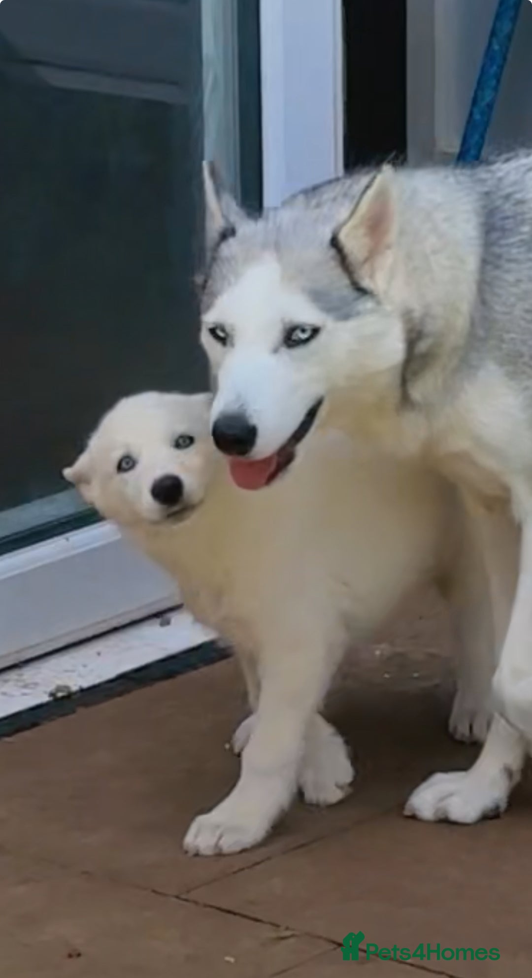 Siberian Husky dogs for sale: Beautiful Blue Eyes Siberian Husky 😍  - Image 2
