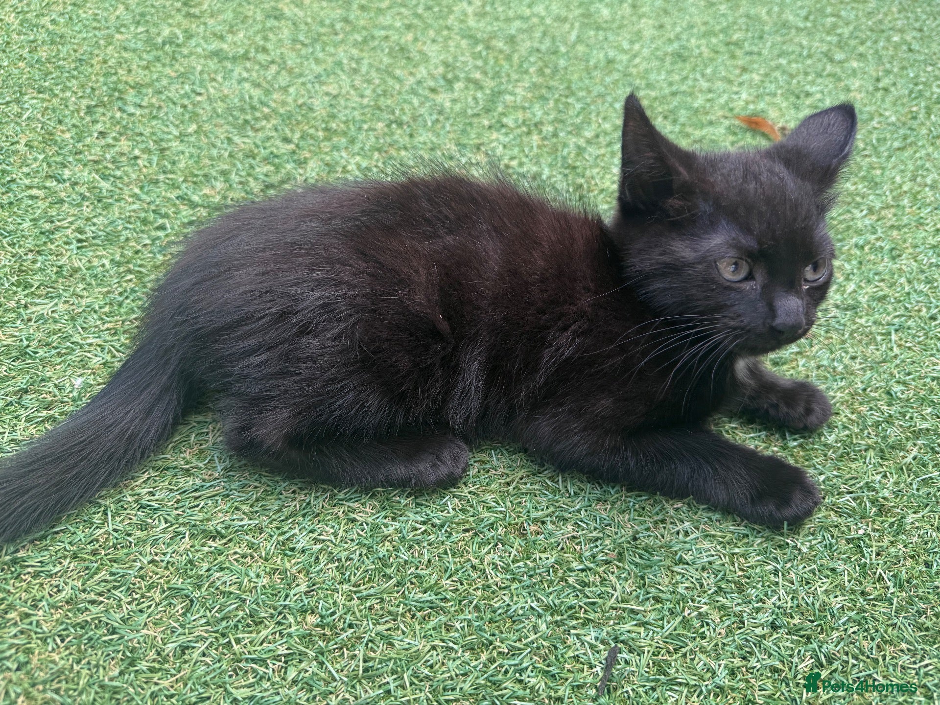 Mixed Breed cats Gorgeous kittens  - Advert 19
