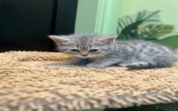 British Shorthair cats for sale: British blue / Scottish striaght kittens  - Image 17