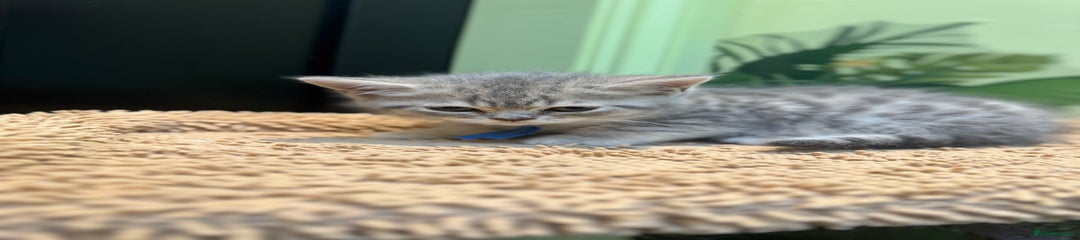 British Shorthair Kitten 2
