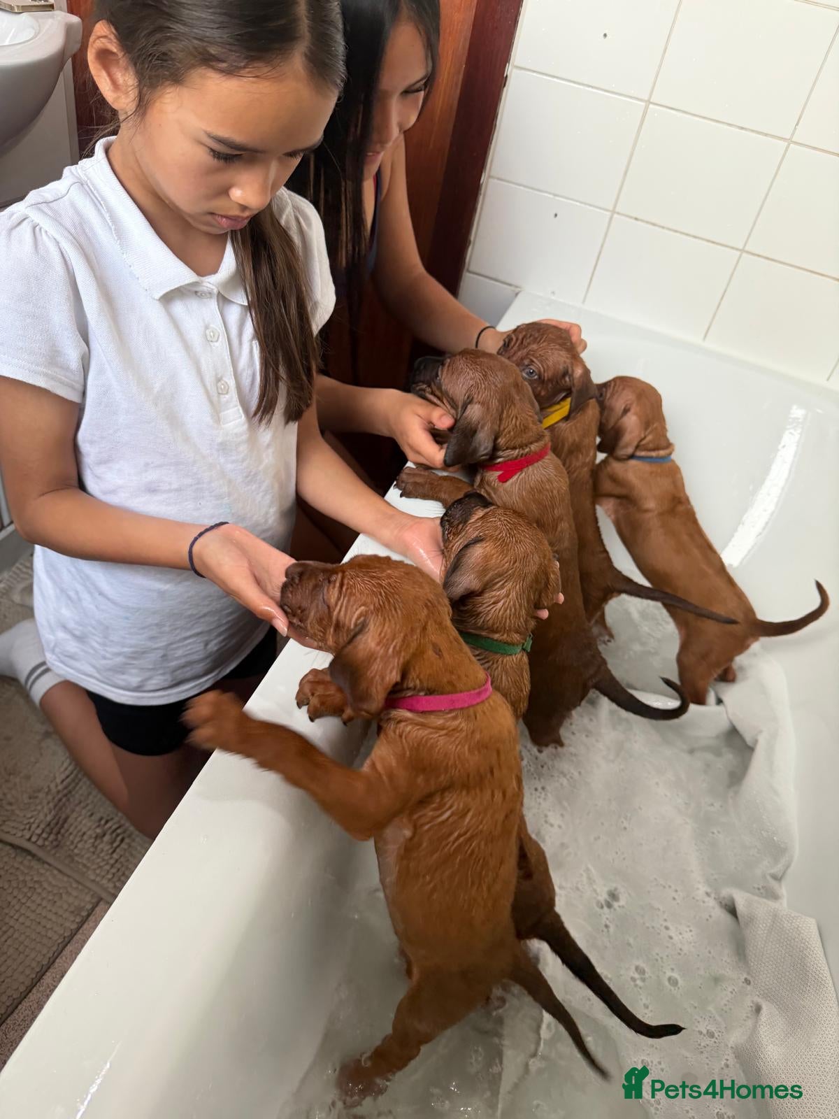 Rhodesian Ridgeback dogs for sale: Stunning KC Registered Rhodesian Ridgeback Puppies - Advert 8