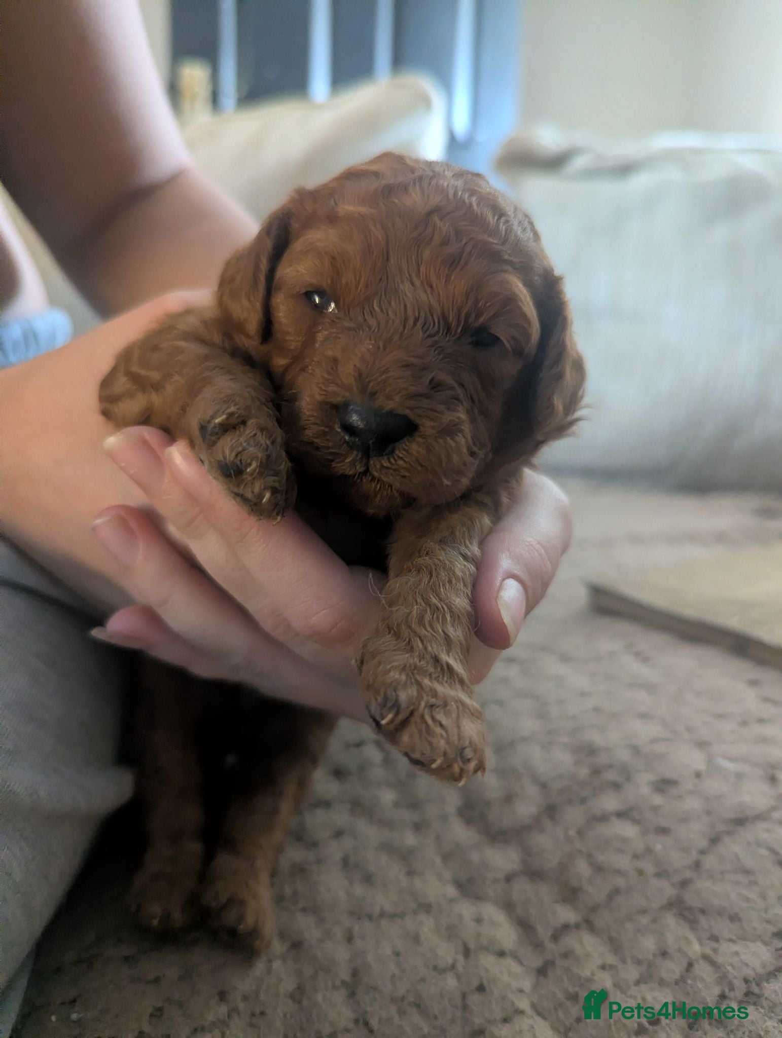Labradoodle dogs F1B miniature labradoodle  - Advert 1