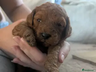 Labradoodle dogs F1B miniature labradoodle - Advert 13