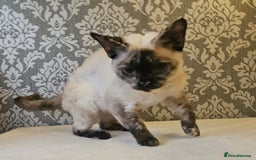 Devon Rex cats for sale: Two wonderful girls - Image 2