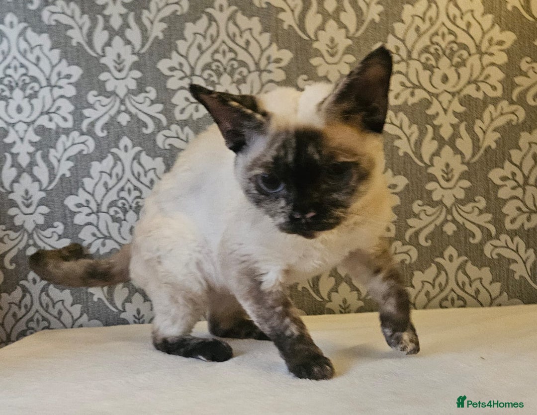 Devon Rex cats for sale: Two wonderful girls - Image 2