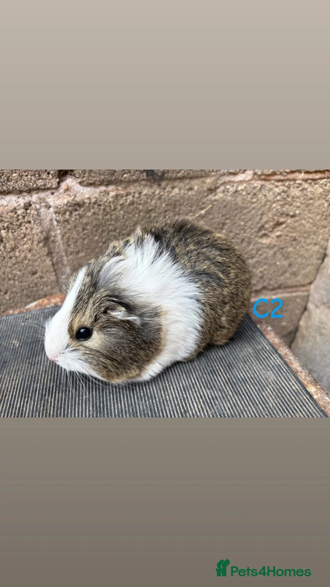 Guinea Pig rodents for sale: Young guinea pigs for sale  - Advert 8