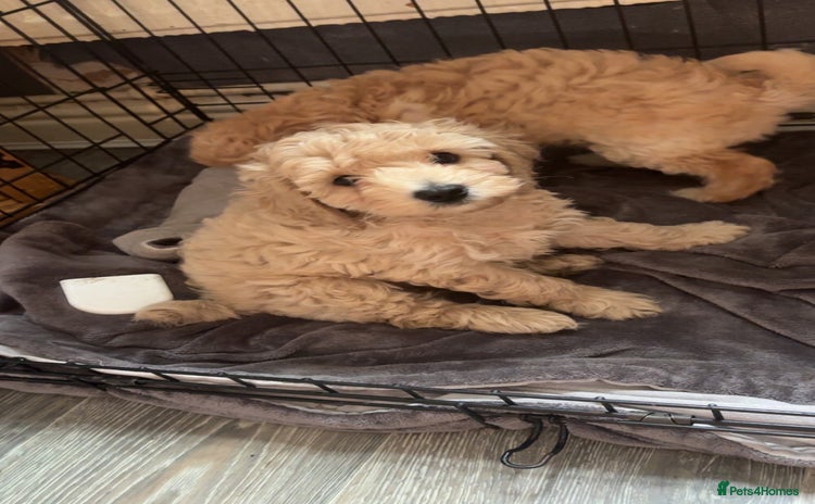Cockapoo dogs - Advert 2