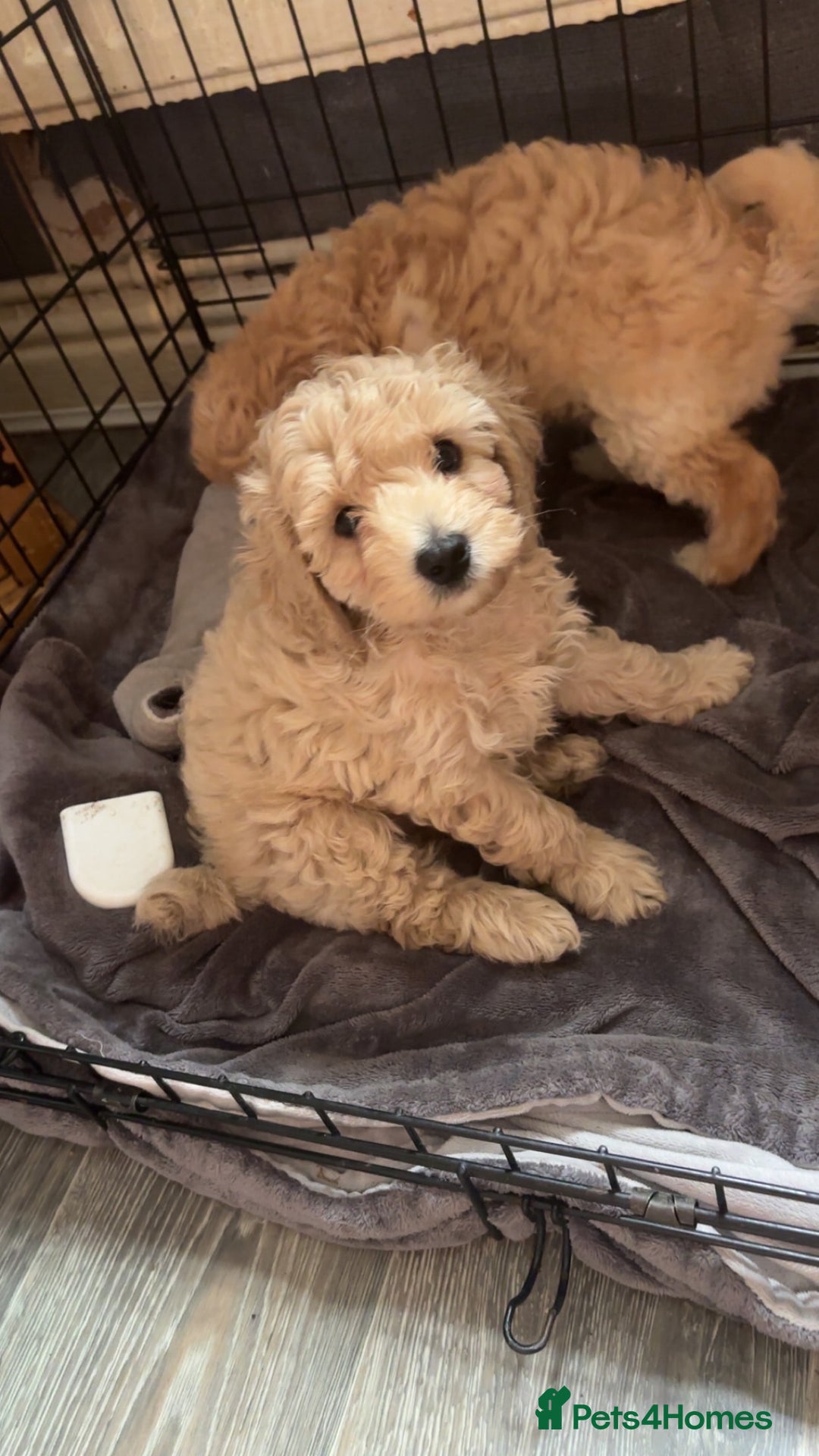 Cockapoo dogs for sale: Cockapoo puppies for  - Image 1