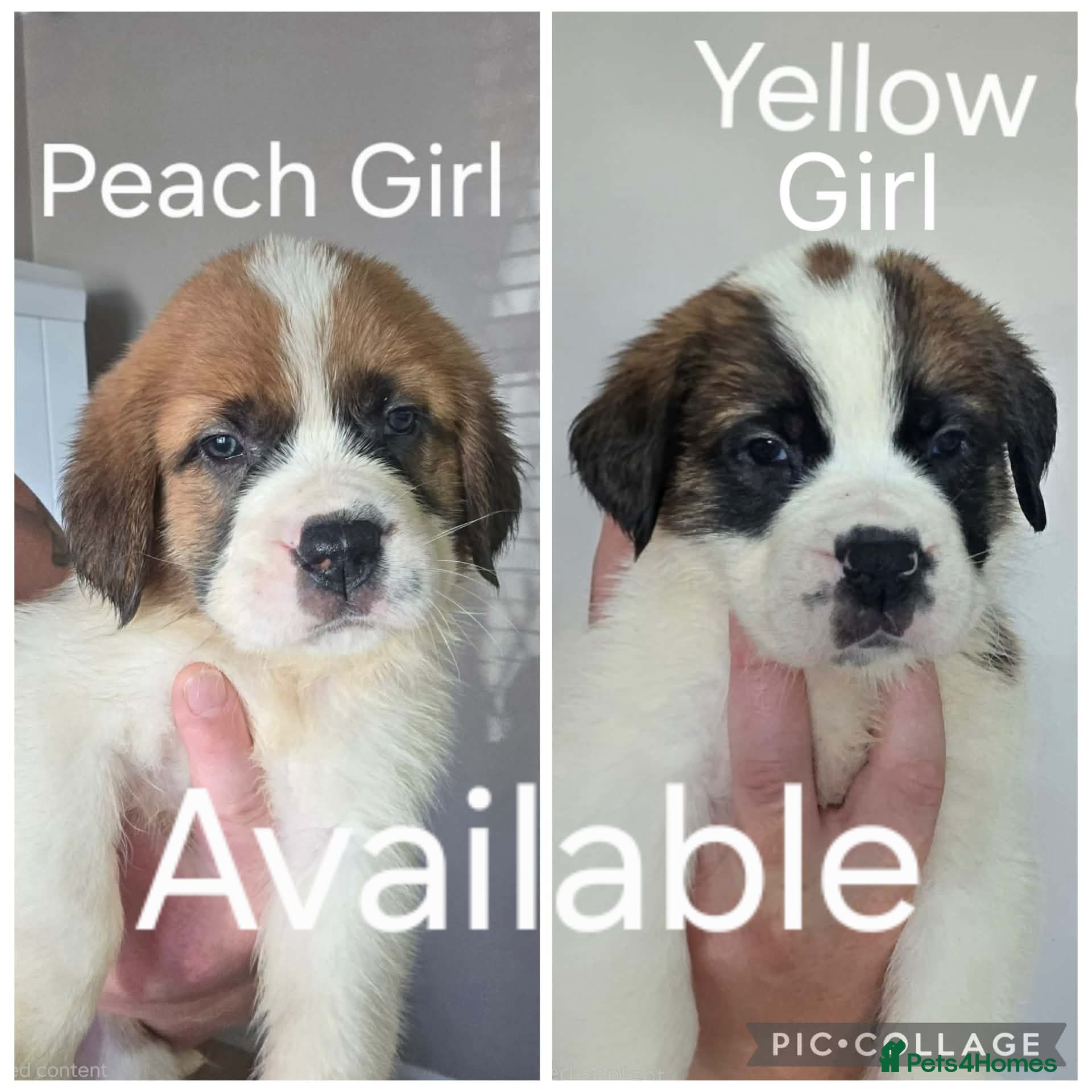 Saint Bernard dogs ONLY 2 FEMALES LEFT!Saint Bernard Puppies For Sale - Advert 12