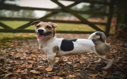 Jack Russell dogs for sale: Chunky Confident Terrier Pups for 5* Active Homes - Image 4