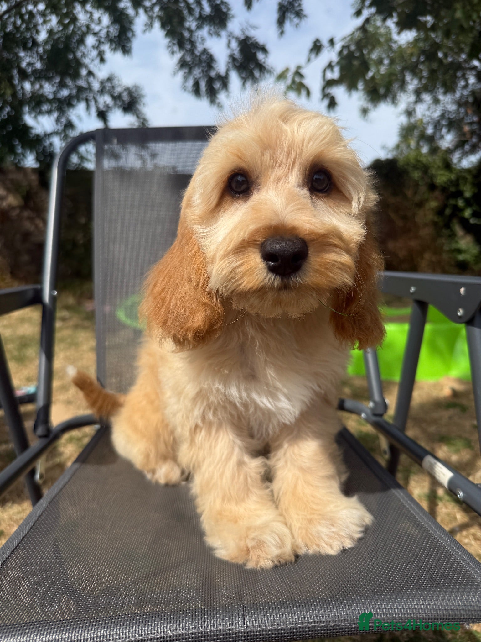 Cockapoo dogs Gorgeous F1 cockapoo puppies  - Advert 2