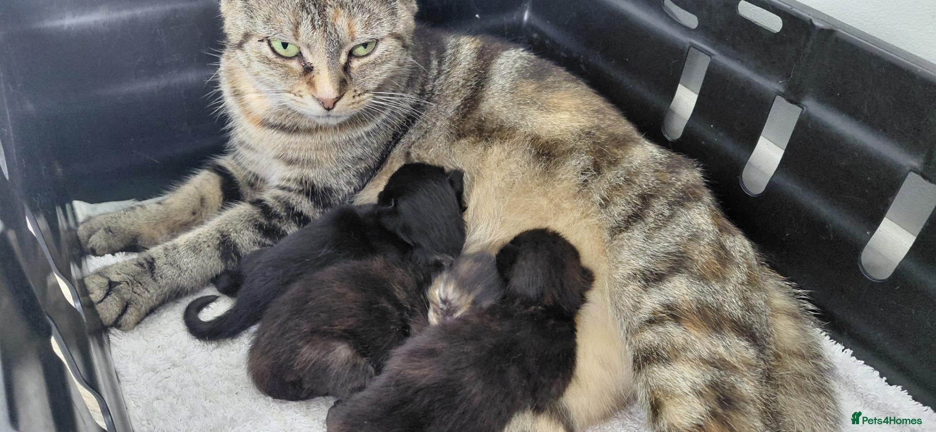 Domestic Shorthair cats 2 black calico girls and 1 black girl - Advert 5