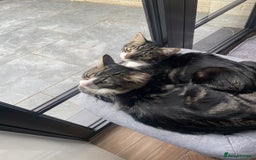 Mixed Breed cats for sale: Beautiful brothers  - Image 1