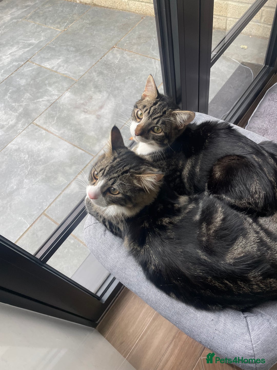 Mixed Breed cats for sale: Beautiful brothers  - Image 1
