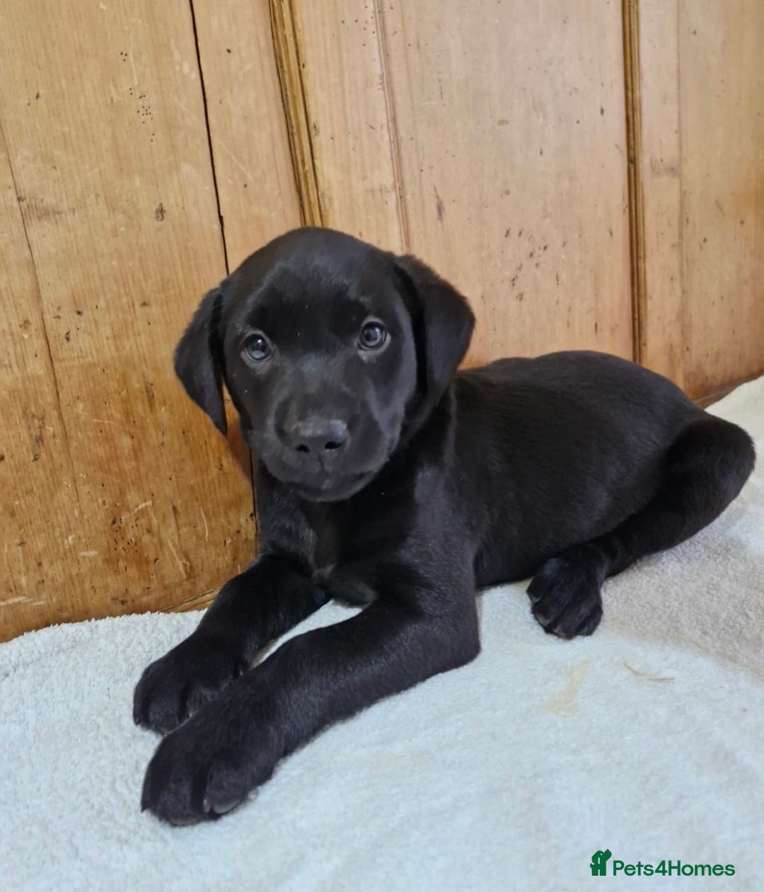 Labrador Retriever dogs for sale: Gorgeous Black Labrador Puppies - Advert 7