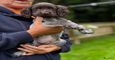 Cocker Spaniel dogs - Advert 13