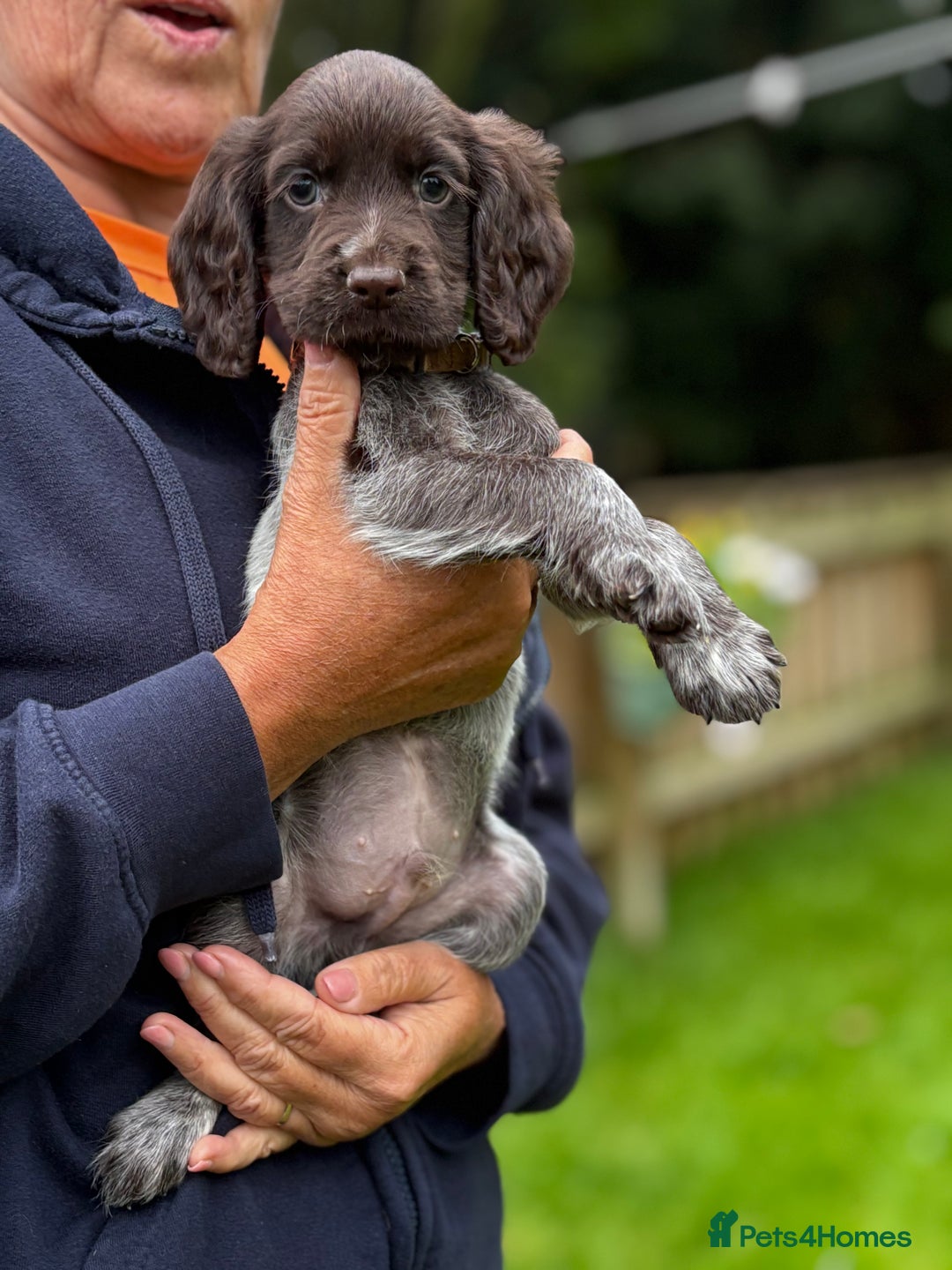 Cocker Spaniel dogs for sale: READY NOW KC Reg Working Cocker spaniel puppies - Image 3