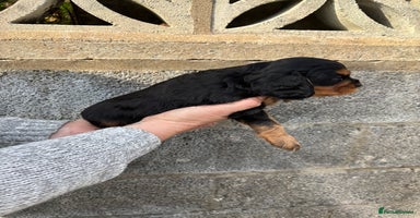 Cavalier King Charles Spaniel dogs - Advert 4