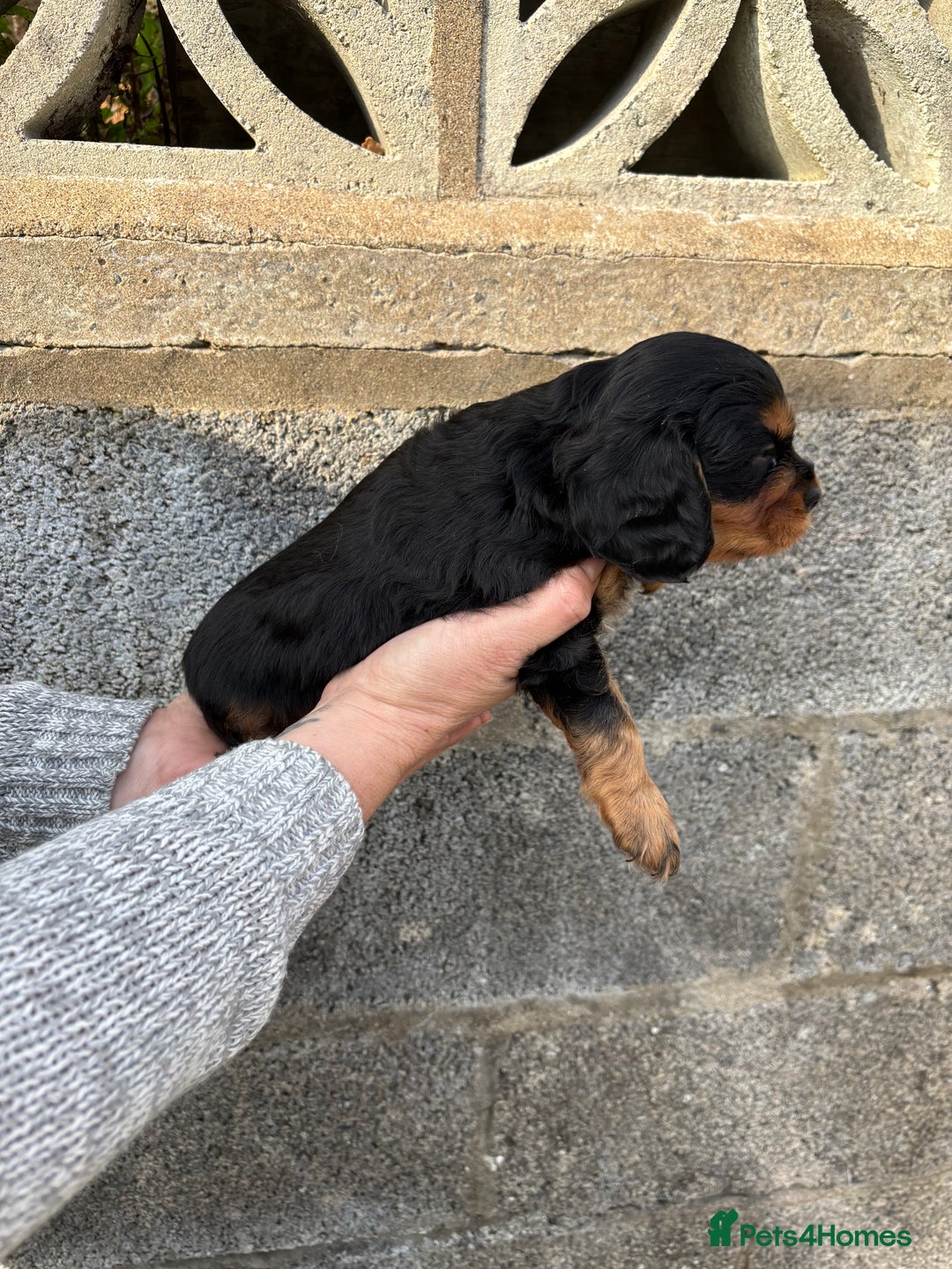 Cavalier King Charles Spaniel dogs for sale: Gorgeous cavalier puppies  - Image 3