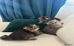 Scottish Fold cats for sale: Scottish Fold Long Hair Kittens/ 2 female 2 boy - Image 24