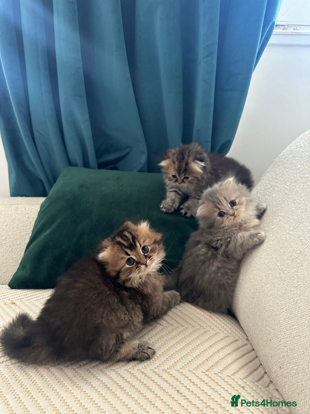Scottish Fold cats for sale: Scottish Fold Long Hair Kittens/ 2 female 2 boy - Image 24